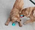 Stick, Chew, Reward! Suction Cup Dog Toy with Rope & Treat Ball – Self-Playing Fun for Smarter, Healthier Pups